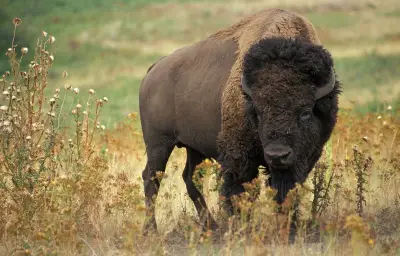 Attaque de bison à Yellowstone : un grand-père grièvement blessé