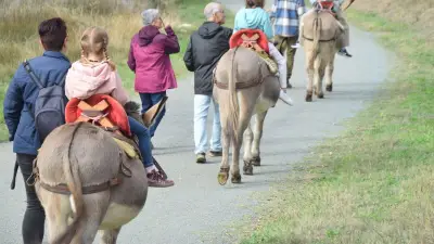 Balades à dos d'âne à Vendres : une expérience nature pour petits et grands