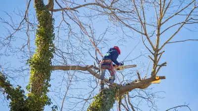 Bûcheron de 30 ans meurt après la chute d'une branche à Charmauvillers