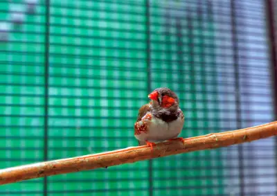 Bientôt capables de parler avec les oiseaux grâce à l'IA
