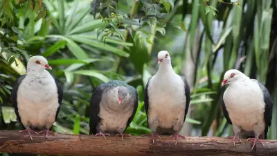 Botulisme en Brière : plus de 150 oiseaux morts en juillet 2026