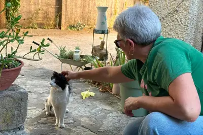 Brignoles : les Ch'amis cherchent des familles d'accueil pour chats