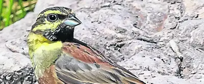 Bruant zizi : pourquoi ce charmant oiseau porte-t-il ce nom ?