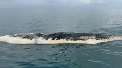 Cachalot de 15-20 tonnes remorqué en eaux internationales