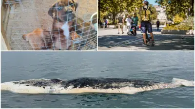 Cachalot mort, chiots abandonnés, trottinettes régulées : actu régionale