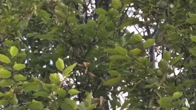 Canari échappé à Nîmes : l'émouvante tentative de sauvetage d'un enfant