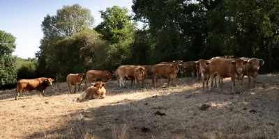 Canicule : 23 départements en vigilance orange, feux en Gironde et Landes