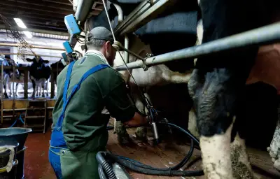Canicule en Bretagne : l'agriculture souffre, légumes brûlés et lait en chute