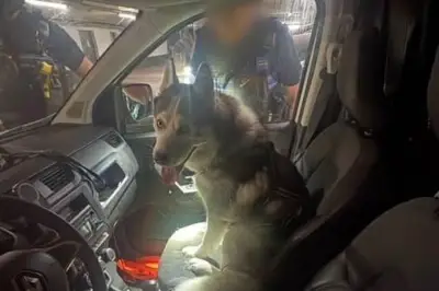 Cannes : un husky sauvé par la police municipale, le propriétaire sanctionné