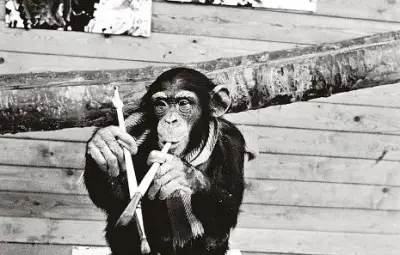 Canular artistique de 1964 : un chimpanzé exposé comme peintre abstrait