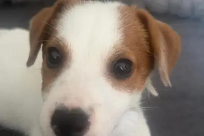 Chiot volé au Cannet : Birdy, Jack Russell de deux mois, disparaît de sa terrasse