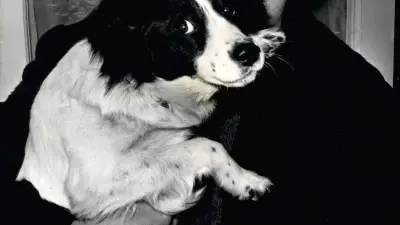 Coupe du monde 1966 : vol du trophée Jules-Rimet, retrouvé par un chien