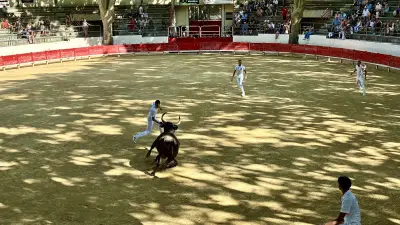 Course camarguaise : les coulisses du taureau Serpico et du raseteur Télio Grammatico