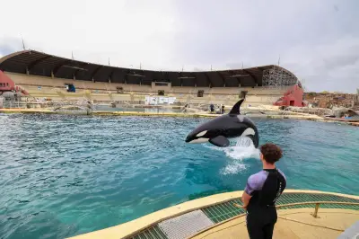 Dauphins de Marineland : transfert vers l'Espagne après 19 mois d'attente