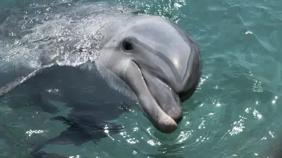 Dauphins de Marineland transférés en Espagne : premières images du nouvel habitat