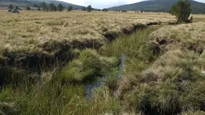 Découverte des tourbières de Lajo : une balade en espace naturel sensible