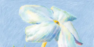 De la lavande à la tubéreuse : ces fleurs qui embaument l'été