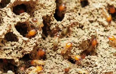 Des termites dévorent 26 000 euros dans un coffre-fort en Thaïlande