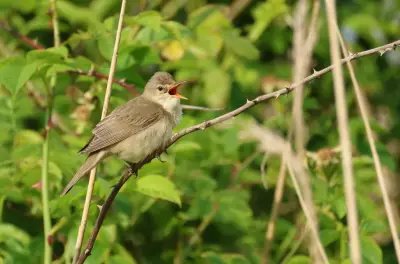 Diversité des chants d'oiseaux déchiffrée par une étude mondiale
