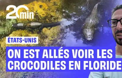 En Floride, des alligators sauvages observés sur Cypress Road