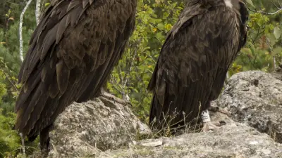 Escape game vautours et ornithologie dans les gorges du Tarn