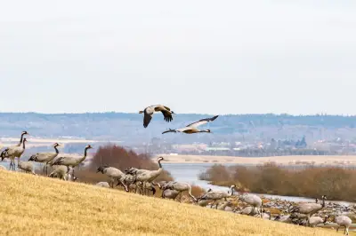 «Fenêtre sur grues» : Lisa Ridzén explore la poésie des chantiers