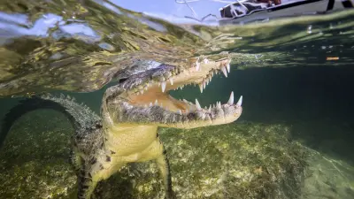 Floride : un garçon de 11 ans perd la main après une attaque d'alligator