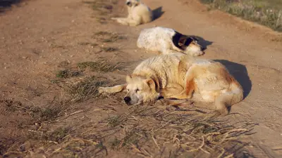 Foissac : 60 chiens euthanasiés après une découverte macabre