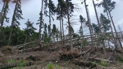 Forêt des écrivains combattants : reconstruction après les tempêtes Nils et Pedro