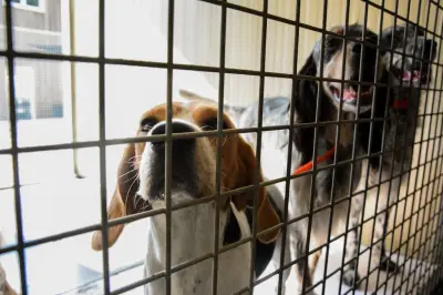 Gironde : sauvetage difficile des animaux domestiques dans les zones évacuées