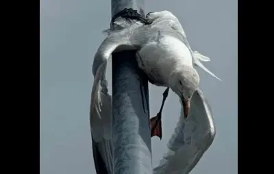 Goéland pendu à un lampadaire : la LPO porte plainte