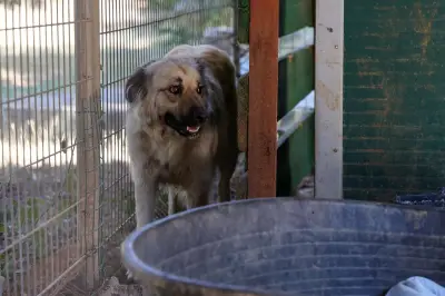Incendie de Pontevès : un élan de solidarité pour sauver une trentaine de chiens