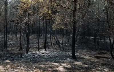 Incendie à Fontainebleau : leçons et solutions pour protéger la forêt