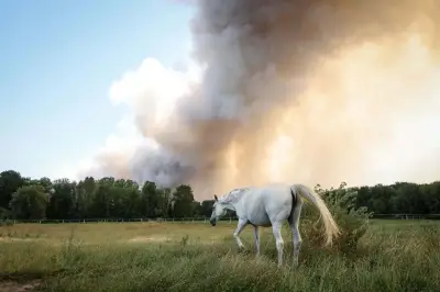 Incendie inédit à Fontainebleau : 3e plus gros feu dans le nord depuis 2006