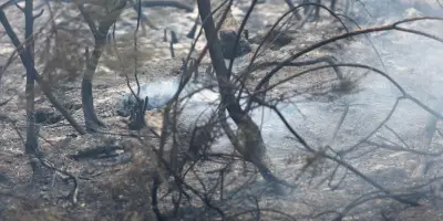Incendies à Biscarrosse : les propriétaires racontent l'évasion de leurs chevaux