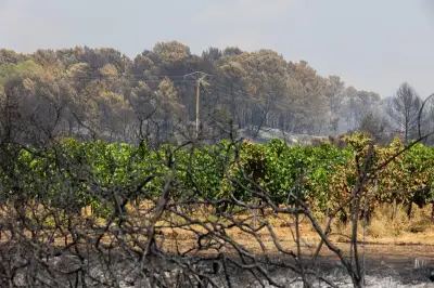 Incendies dans le Var : les fumées menacent les vignobles
