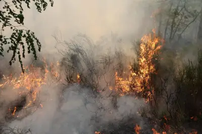 Incendies de forêt : le gouvernement annonce un grand plan d'investissement