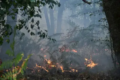 Incendies de forêt : les vrais pyromanes ne sont pas ceux qu'on croit