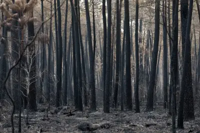 Incendies en Gironde : le feu est contenu, situation stable