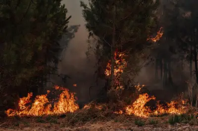 Incendies en Gironde : « On a du mal à croire que ça recommence »
