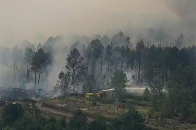 Incendies en Gironde : un lourd bilan pour la recherche scientifique