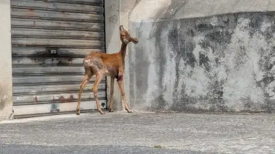 Incendies à Fontainebleau : 6 000 volontaires au secours des animaux