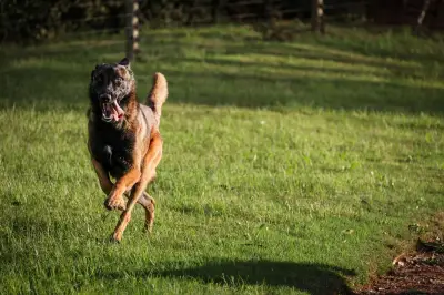Incendies : le super flair du chien Goliath distingue accident et crime