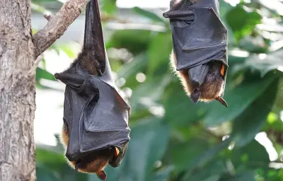 Invasion de 400 chauves-souris : le cauchemar d'une famille à Meyzieu