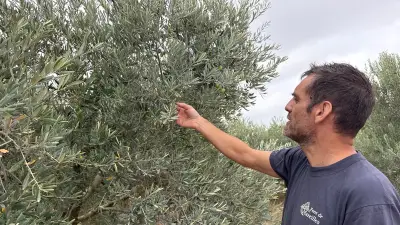 Julien Dalens met à l’honneur la culture de l’olive à Sauvian