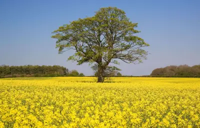 L'agrile du frêne, un coléoptère invasif, détecté pour la première fois dans l'UE