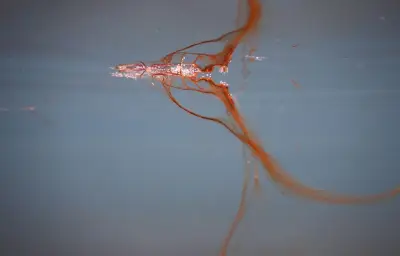 Les eaux brunes du Pays basque: enquête sur les microalgues Ostreopsis