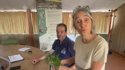 Lutte contre l'ambroisie à feuilles d'armoise en Lozère : détection et destruction rapides