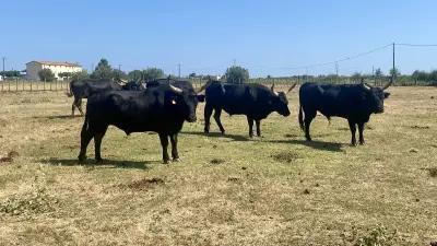 Manade du Grand Salan : vente directe de viande et cosmétiques au lait de jument
