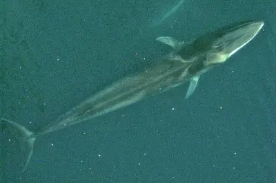 Méditerranée : préserver la faune marine varoise